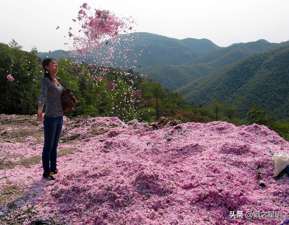 十里樱花十里尘,十五个赏樱地,赴一场樱花之恋
