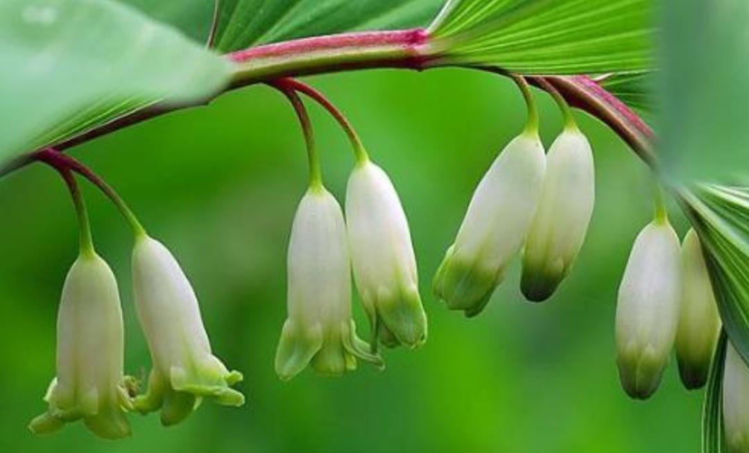 夏季湿气重吃什么排湿最快,祛体内湿毒的最好最快的方法