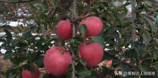 红富士苹果在多少度上色快,红富士苹果上色不好咋办