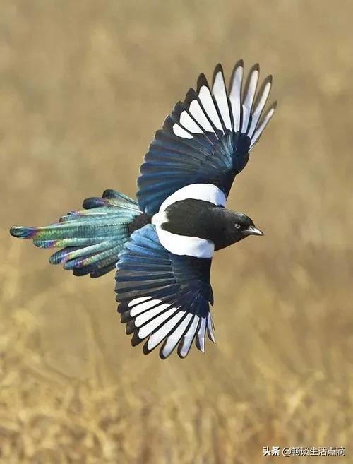两鸟进家门寓意着什么,哪种鸟吉祥哪种鸟不吉祥