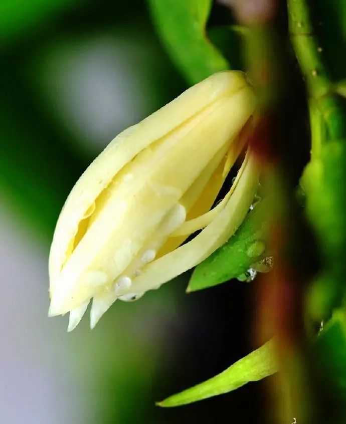 白兰花原生苗好还是嫁接苗好,刚种的白兰花缓苗期多久