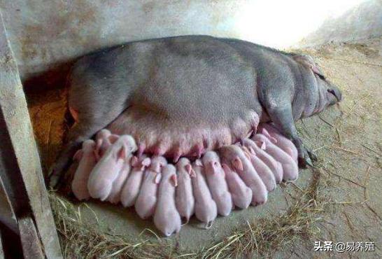 母猪刚产完猪仔应打什么药呢,刚产母猪打什么消炎针