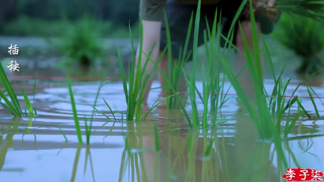 李子柒视频转场技巧,李子柒拍摄视频技巧