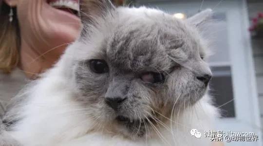 世界各国的著名动物,美国最著名的动物