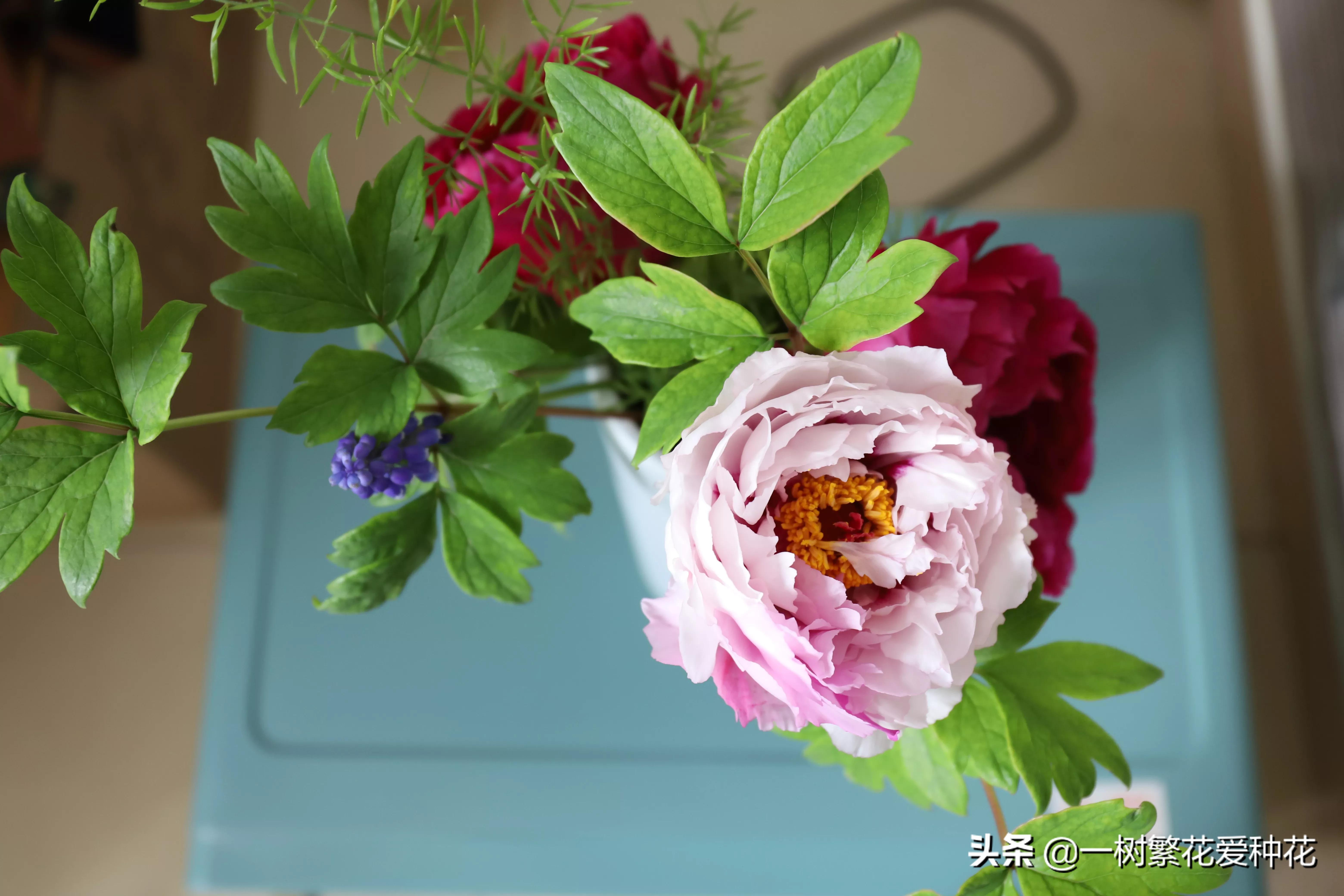 月季开花晒了太阳蔫了补救,月季叶子枯萎像缺水了一样