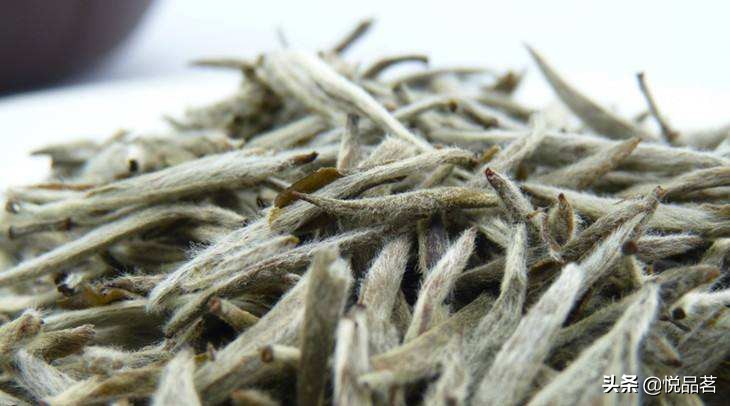 白毫银针分北路银针和西路银针,白茶中最顶级的白毫银针