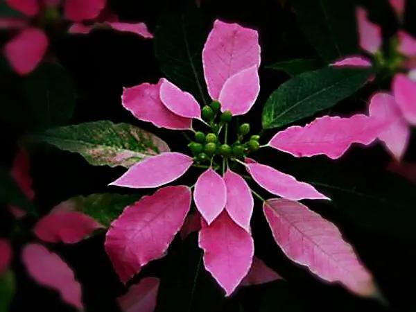 花大色艳的花卉,中国红花花卉大全