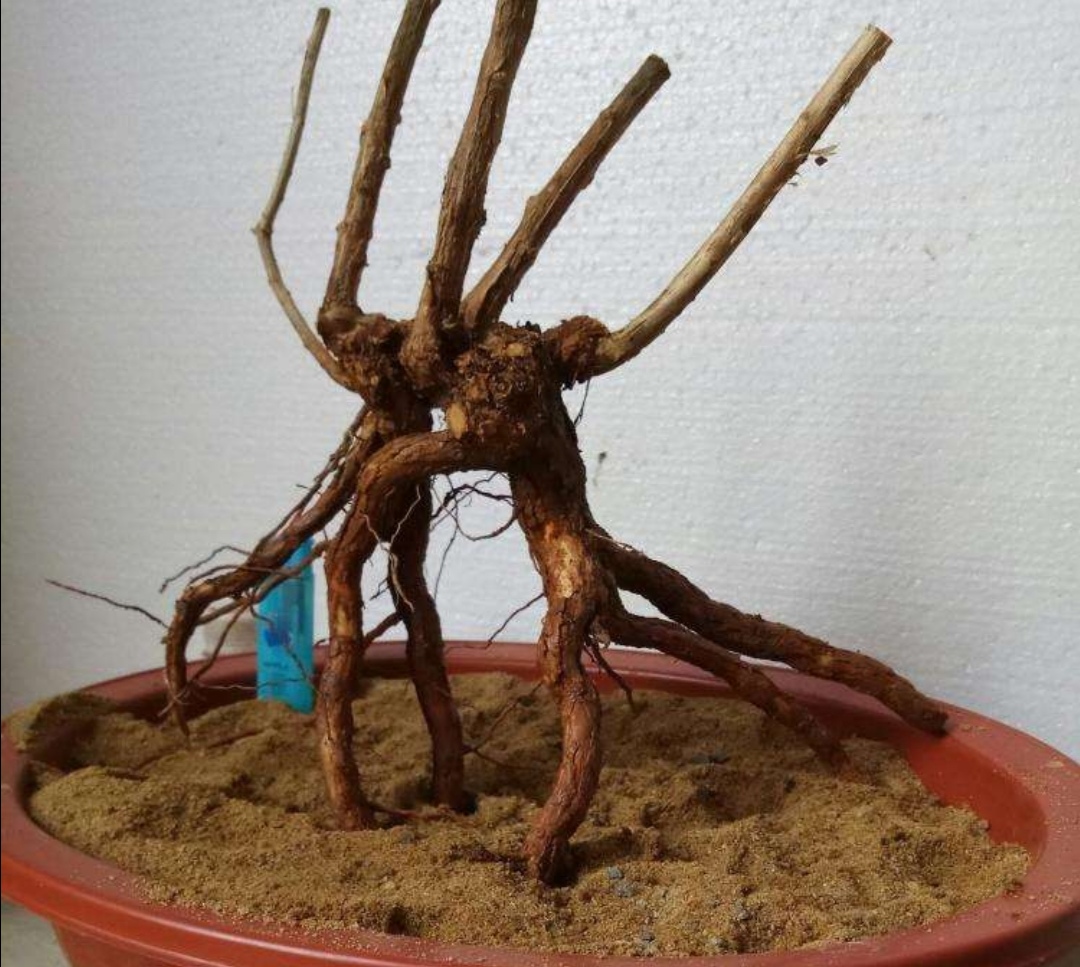 初春挖枸杞老桩怎么上盆,枸杞下山桩直接上盆会如何