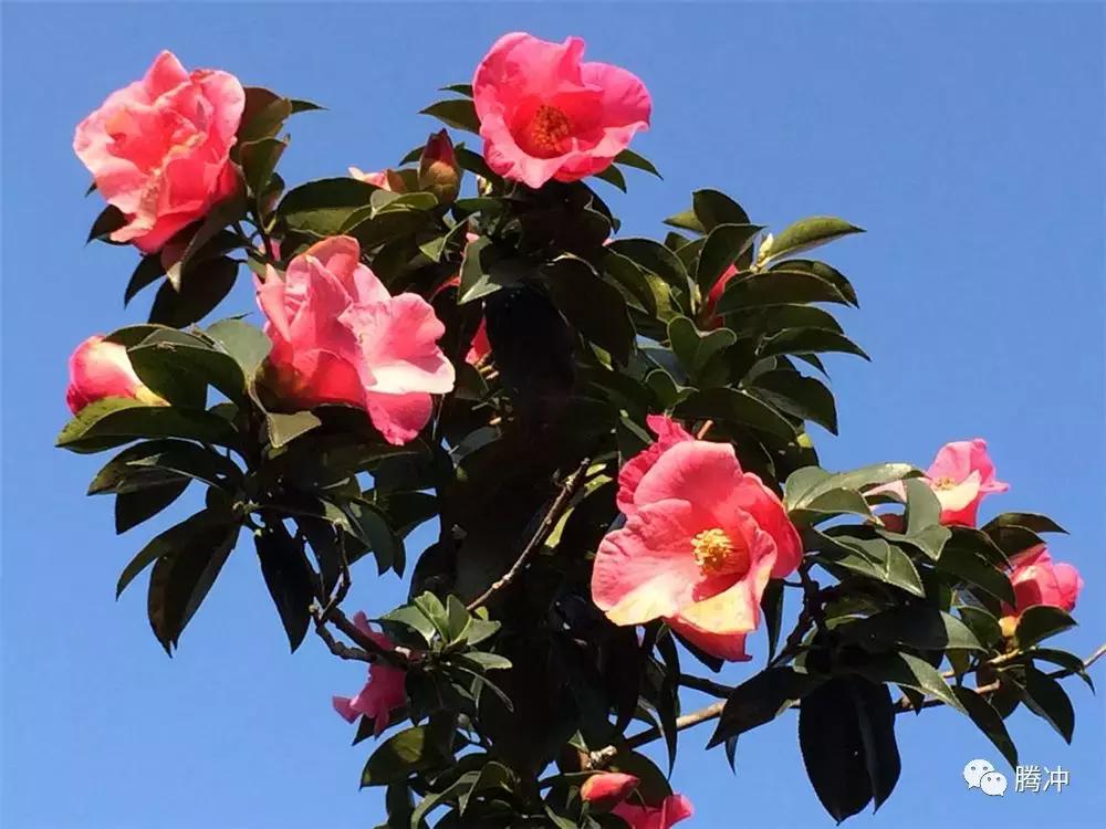 云南腾冲景区图片,云南腾冲山清水秀好风光