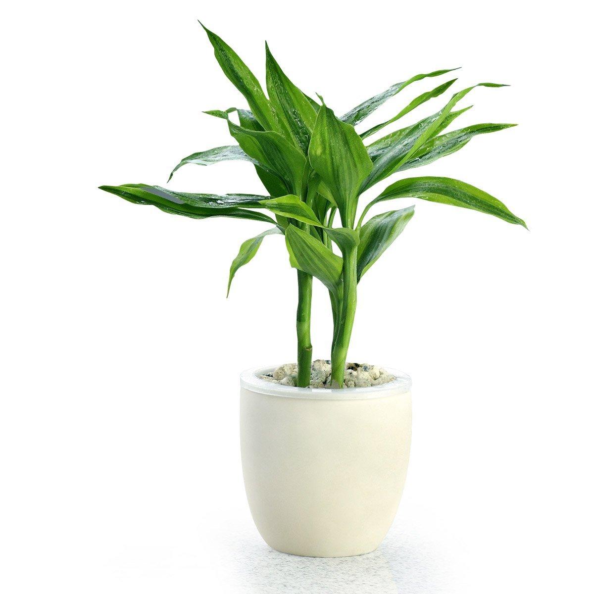 家里富贵竹叶子黄了怎么办,新买的富贵竹水养叶子黄了怎么办