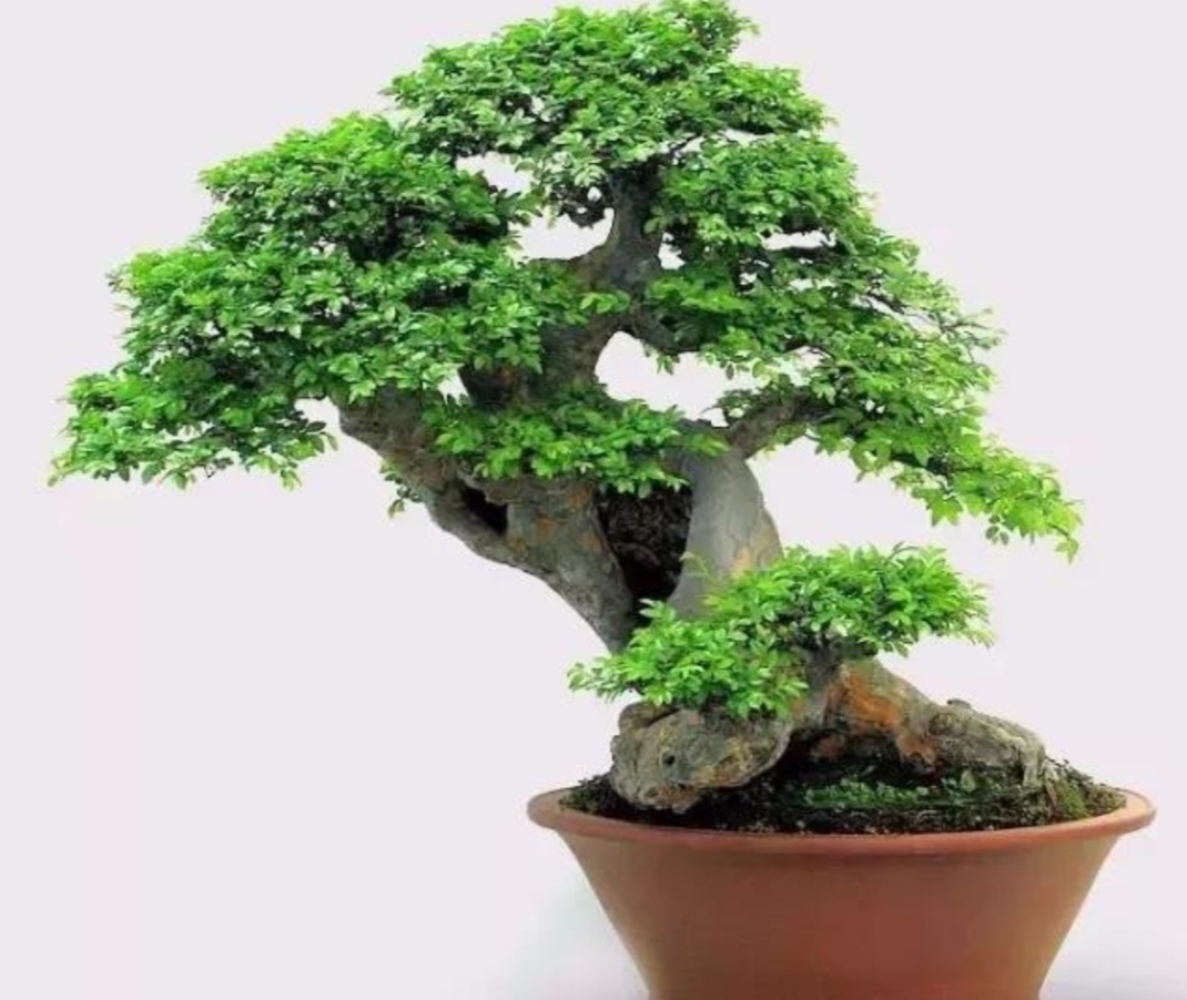 疙瘩树盆景造型图片,荆条疙瘩盆景怎样制作