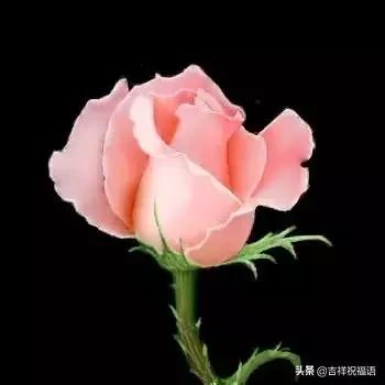 5201314，送你999玫瑰花，祝你爱情甜甜蜜蜜