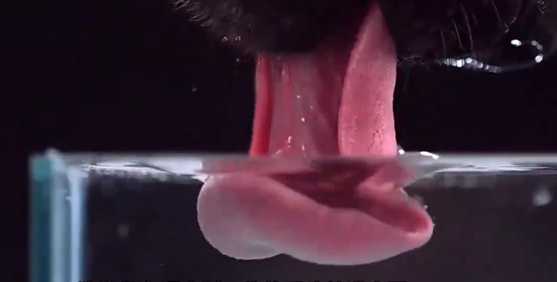 狗狗是如何用舌头喝水的,盘点狗狗各种姿势喝水