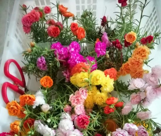 五月适合种花吗,五月养什么花