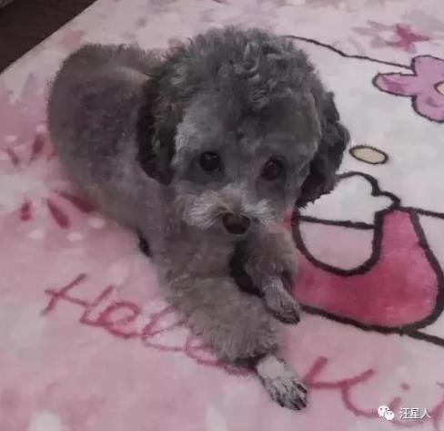 公狗被公狗纠缠怎么办,我家公狗一直叫怎么办