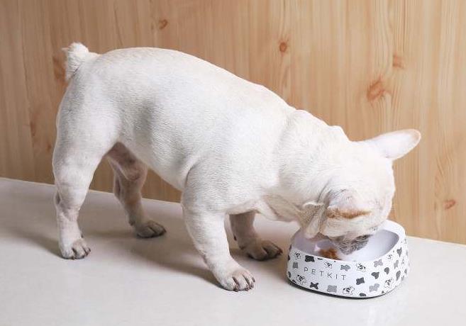 狗狗刚到家老是哼哼叫是什么原因,狗狗刚回家一直抖怎么办