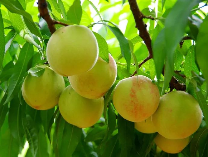 古田水蜜桃原产地每日凌晨采摘,古田水蜜桃的季节