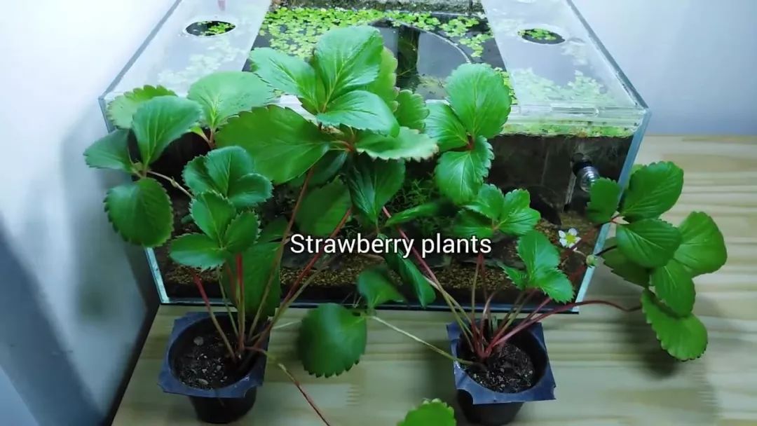 我穷到连最简单的过滤器都买不起，干脆就开了个三无草缸！