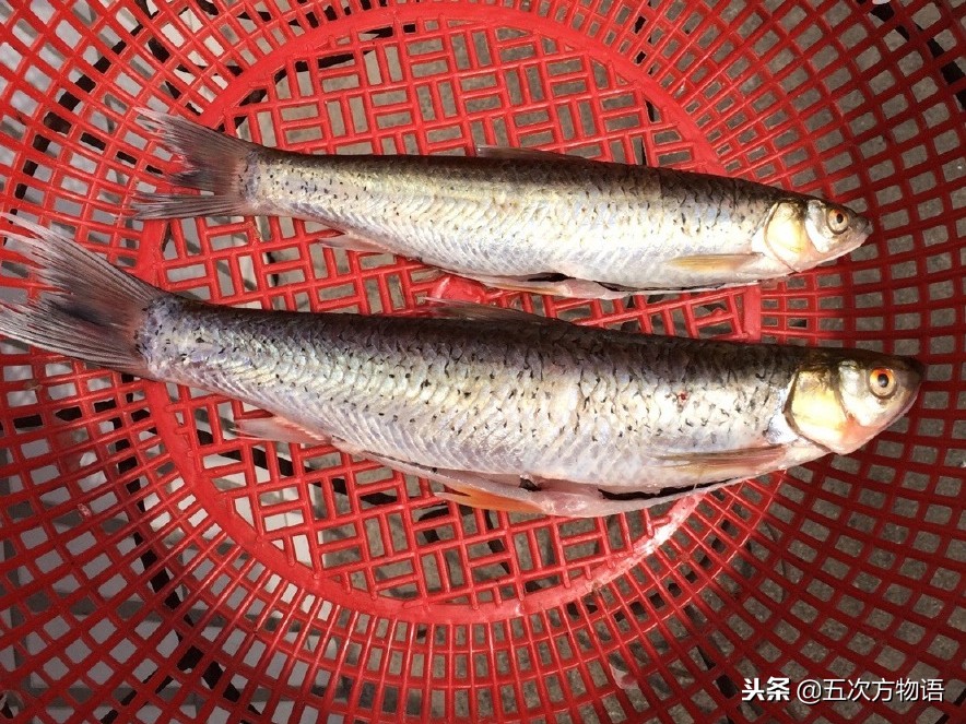 菜市场常见淡水鱼图鉴（鲤科篇）
