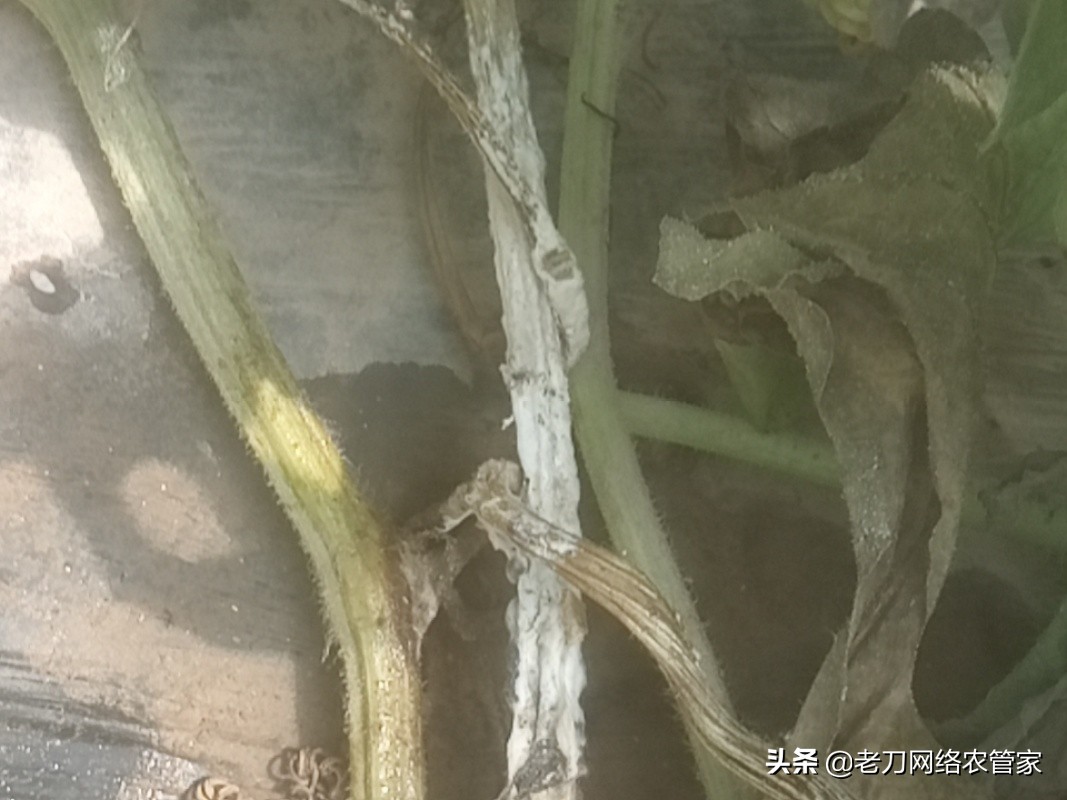 西瓜烂蔓长白毛怎么办,西瓜干枯病的治疗方法