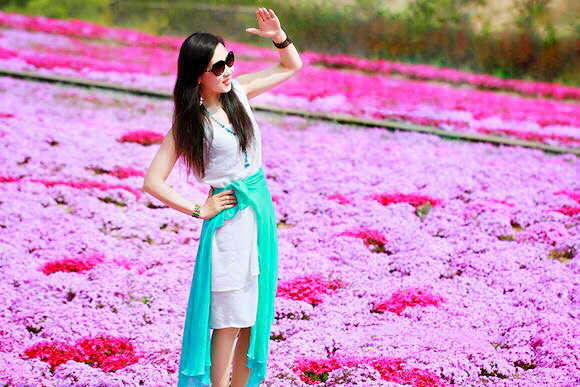 河北芝樱丛生福禄考种植基地,上海芝樱丛生福禄考报价