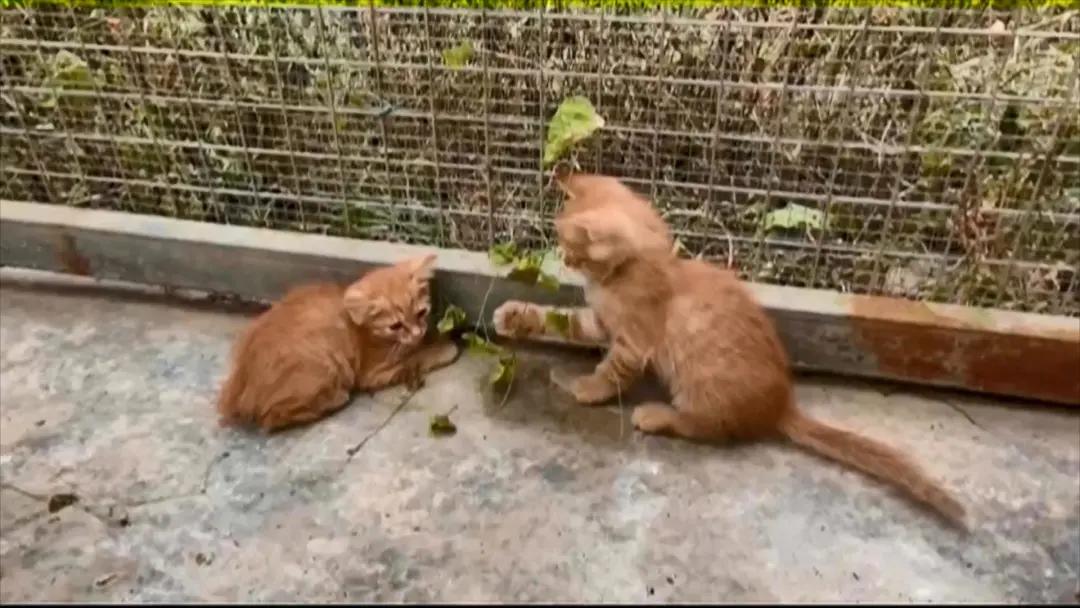 小猫被箭射伤后续,小猫被打伤了腿