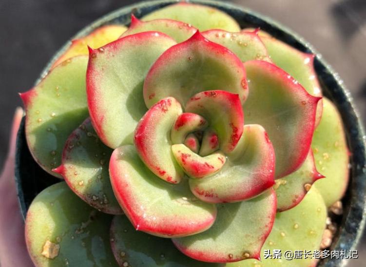 轰动和奶油泡芙是一个品种吗,轰动和奶油泡芙