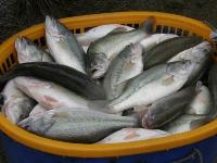 加州鲈鱼路亚用多大的钩,路亚加州鲈鱼多大就会繁殖