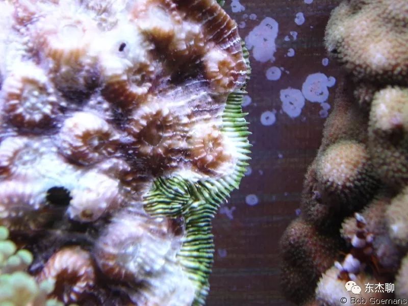 海缸里的绿藻褐藻如何打理,海缸爆藻后怎么除藻