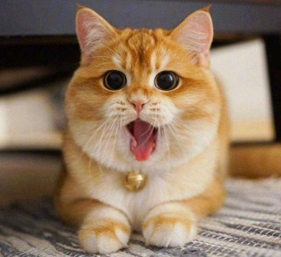 猫狗驱虫最佳方法,猫狗驱虫正确姿势