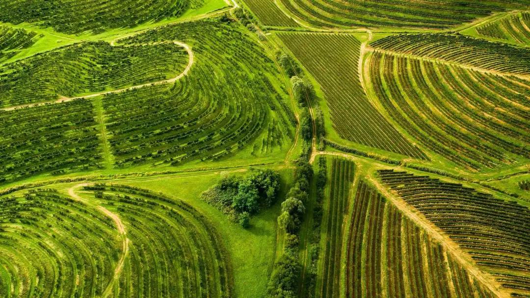摩尔多瓦节日,摩尔多瓦葡萄酒节