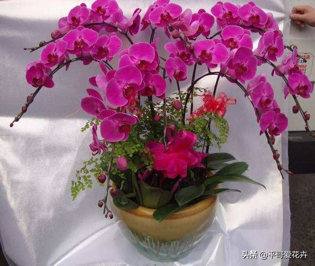 蝴蝶兰花谢后怎么处理视频教程,蝴蝶兰花谢后怎么处理才能再开花