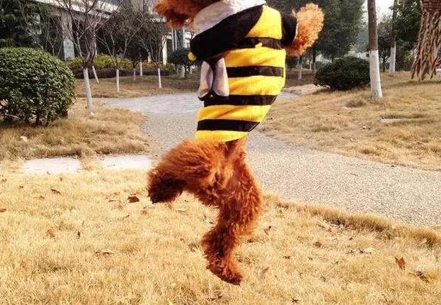 怎么教狗持续站立,不要轻易去教狗站立