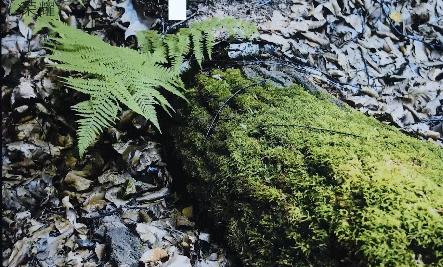 荣耀智慧屏pro深度评测,荣耀智慧屏pro现在值得买吗