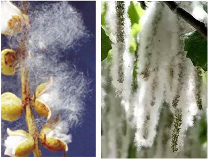 让你过敏,让人过敏的方法