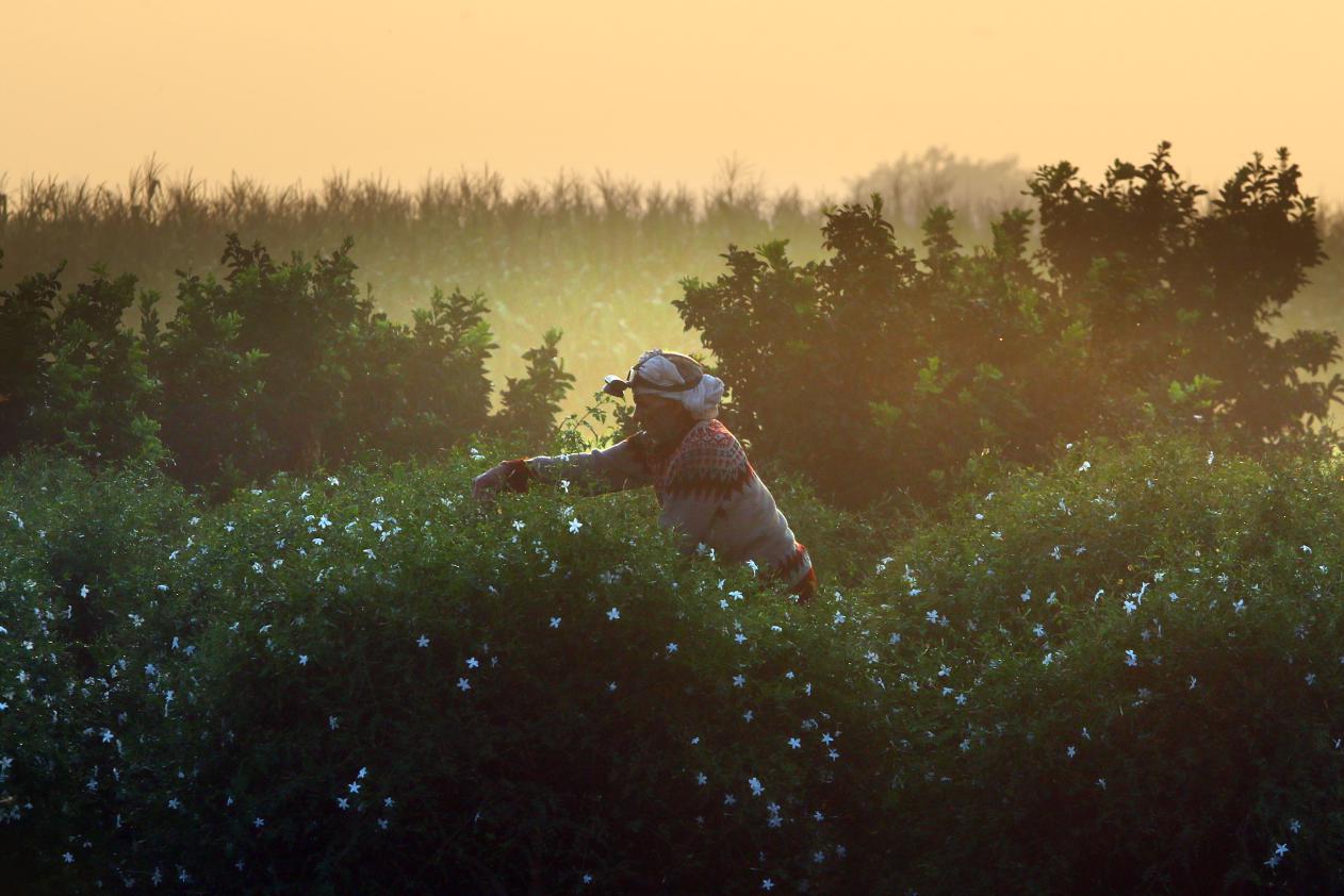 沙漠国度洒满茉莉花香 芳香产业拉动埃及外汇收入