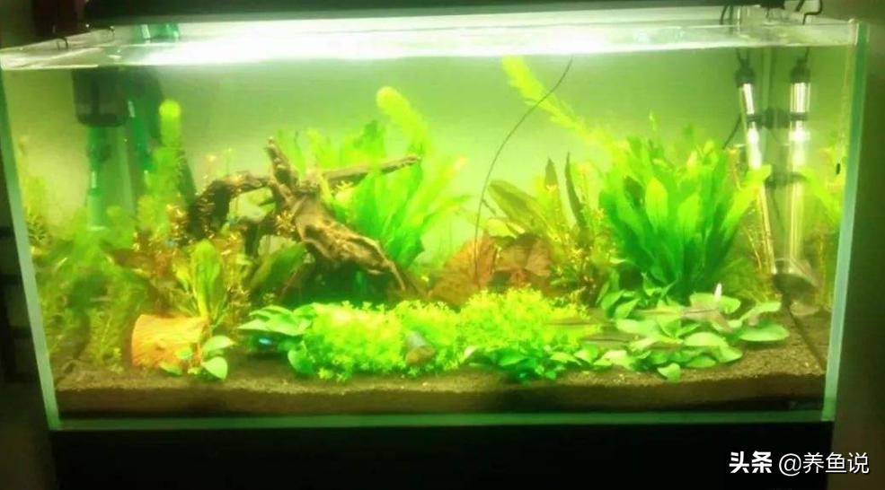 鱼缸水变黄原因和解决方案,鱼缸水变黄是什么原因导致