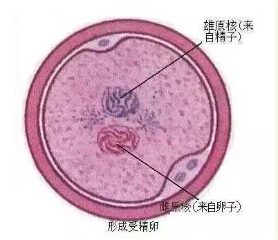 揭秘女人受精胎儿形成过程！十月怀胎就是生命最大的奇迹！