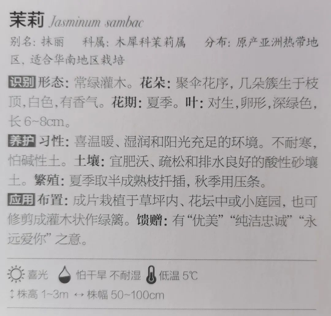 十二星座双子座的守护花,双子座守护花是什么星座