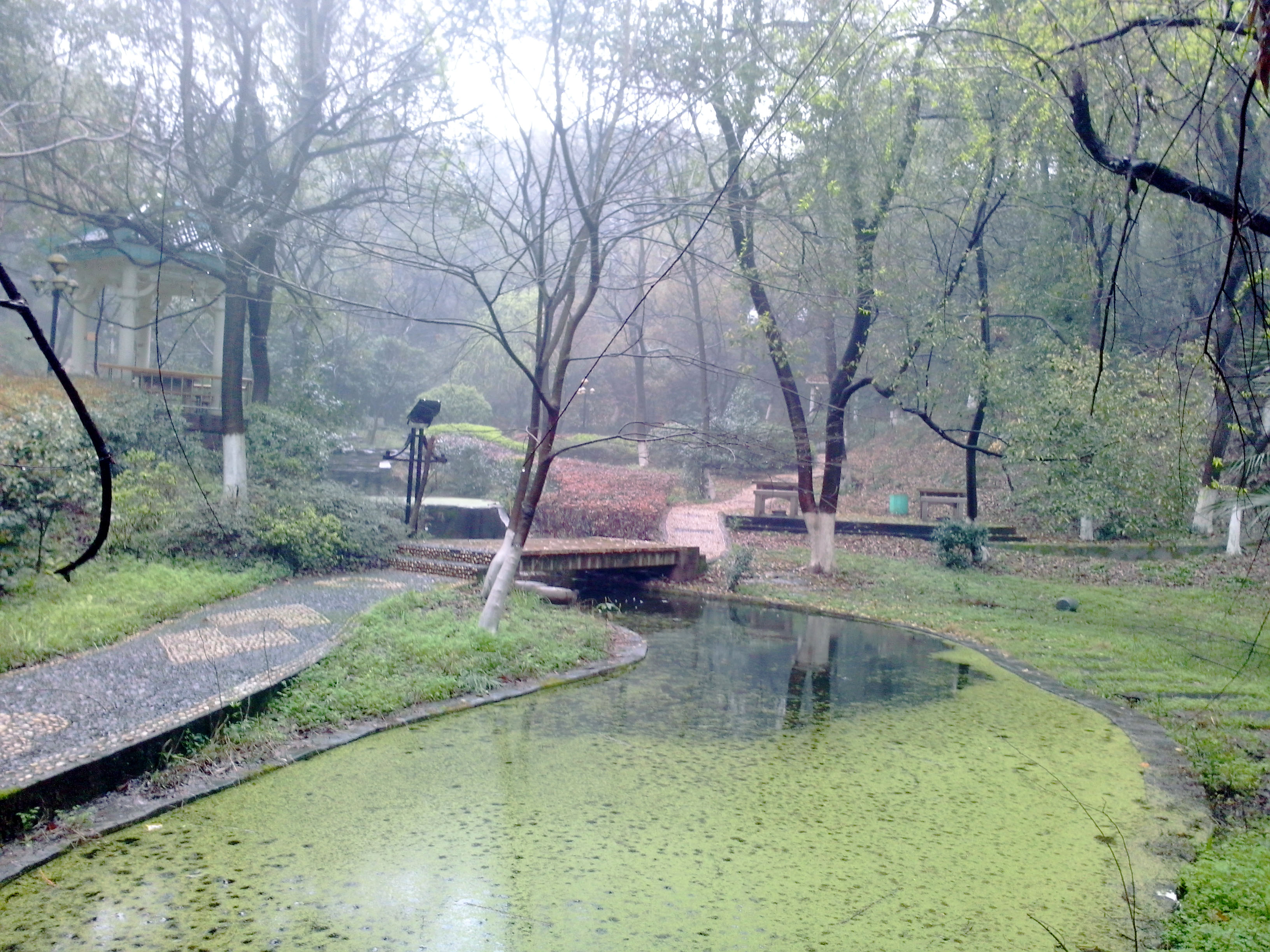 香樟往事——05真正的朋友