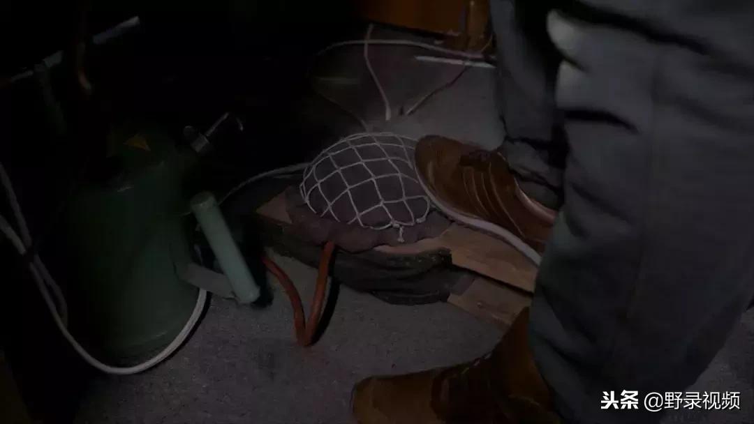 敖鲁古雅原始部落驯鹿喂草,敖鲁古雅驯鹿旅行