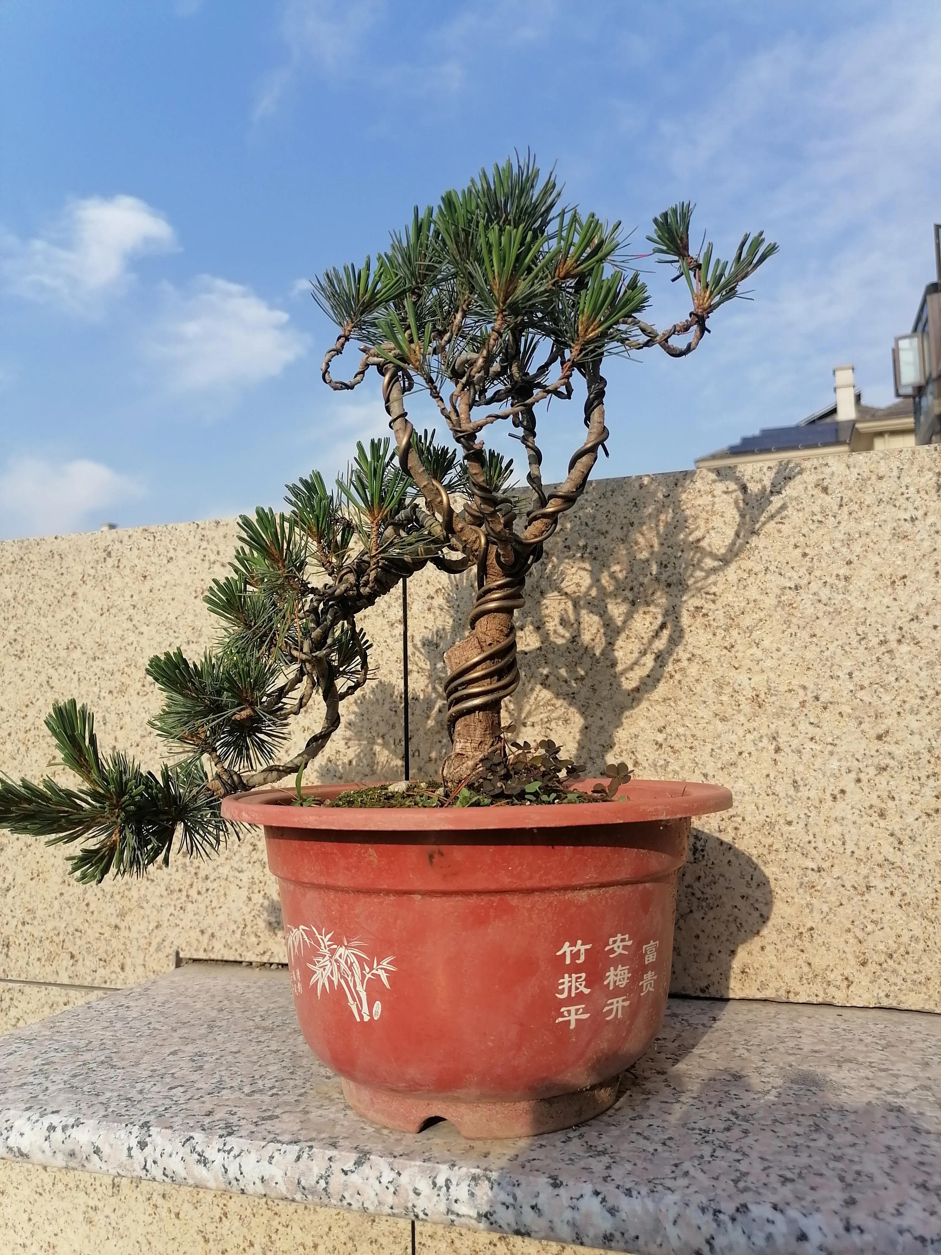 松树公园历险记,小松子历险记