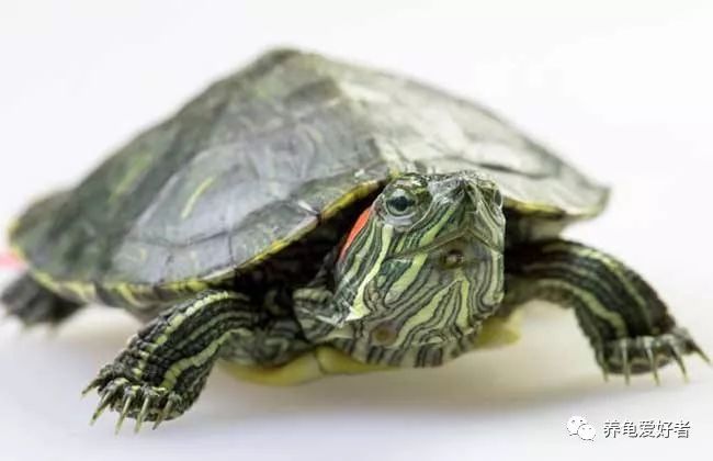 乌龟患上病视频,乌龟生病的几大征兆该用哪些药