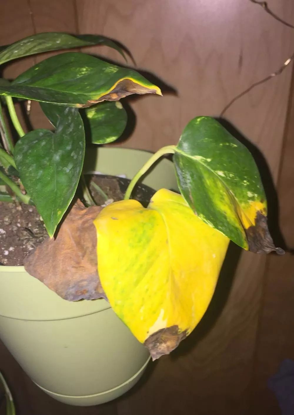 绿萝浇啤酒后叶子突然发黄怎么办,绿萝放在空调房里为什么叶子发黄