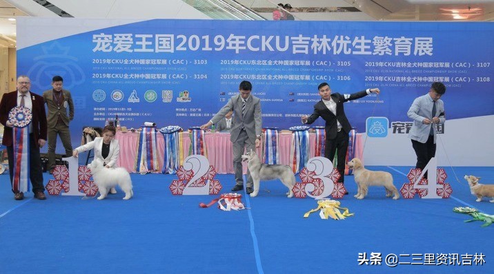 2018年cku全犬种中国展,cku吉林犬展