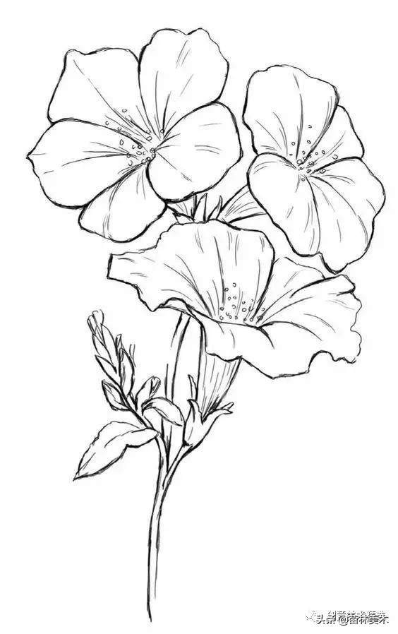 工笔花卉线稿和色稿,花卉白描线稿