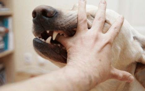 古代没狂犬疫苗被狗咬了怎么处理,古代没有疫苗被狗咬了怎么办