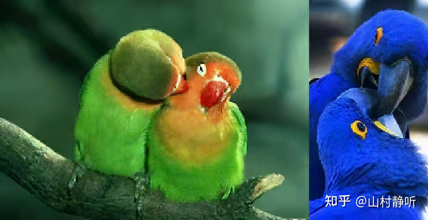 动物都是怎么谈恋爱的,动物界最奇葩的表白方式