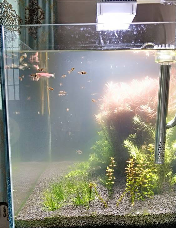 新开草缸水浑浊发白多久能清澈,刚开缸的鱼缸水浑浊怎么解决