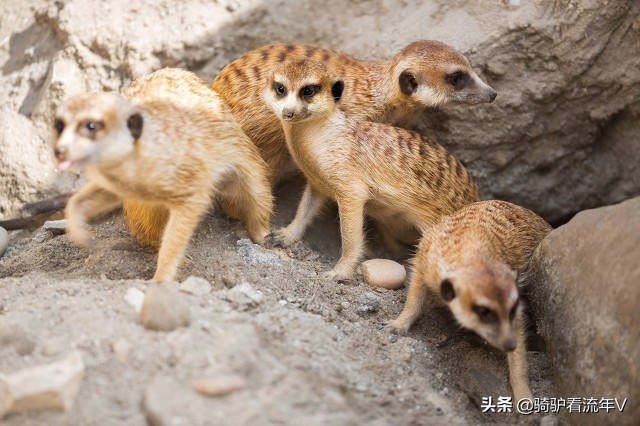 东北民间故事之奇案,东北俗事之林海故事